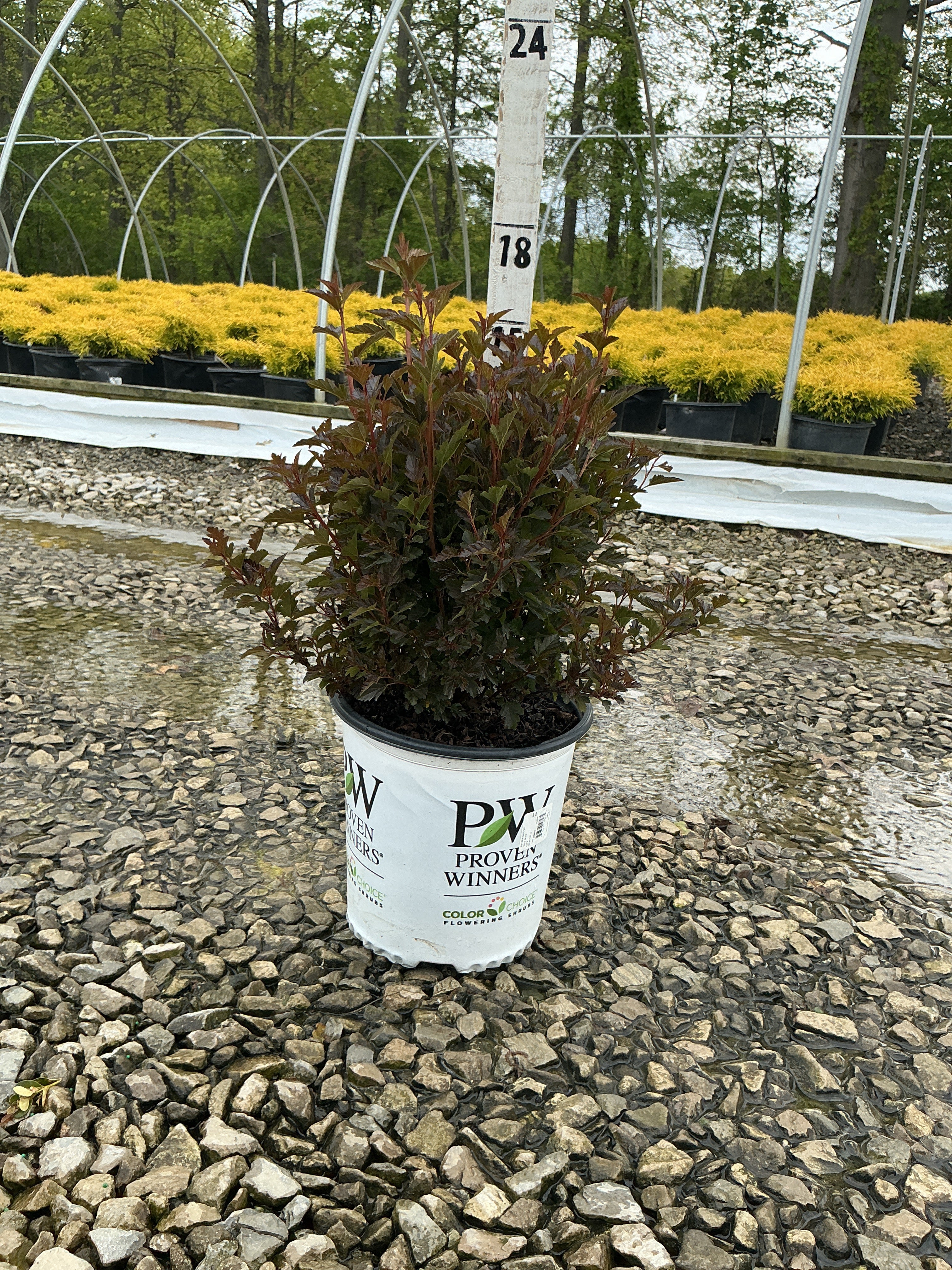 Physocarpus opulifolius 'SMPOTW'