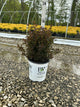 Physocarpus opulifolius 'SMPOTW'