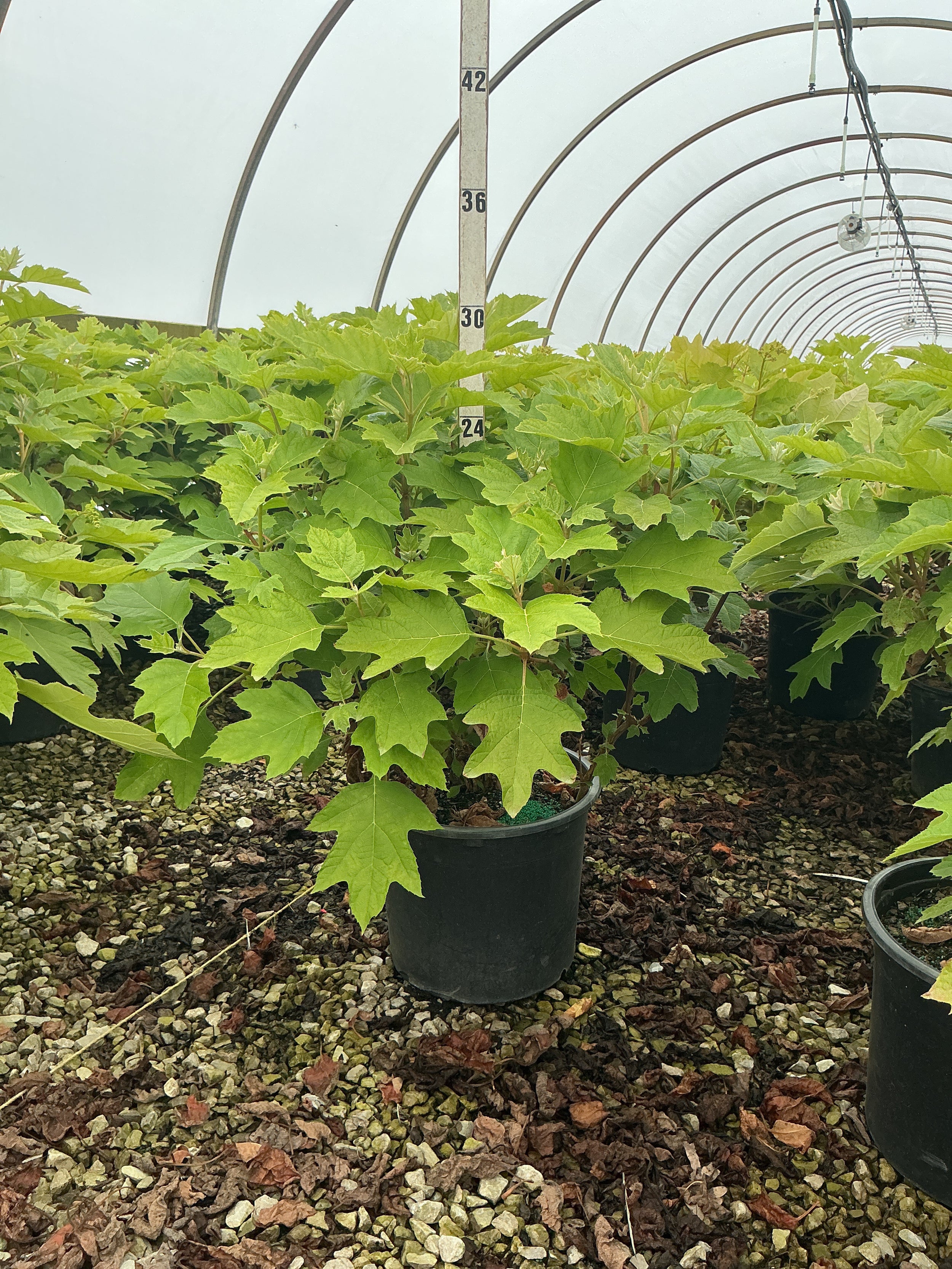 Hydrangea quercifolia 'Alice'