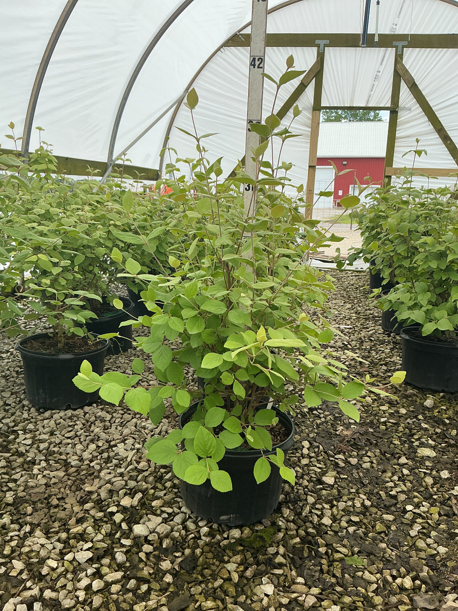Viburnum x 'Carlesii' — G5 24