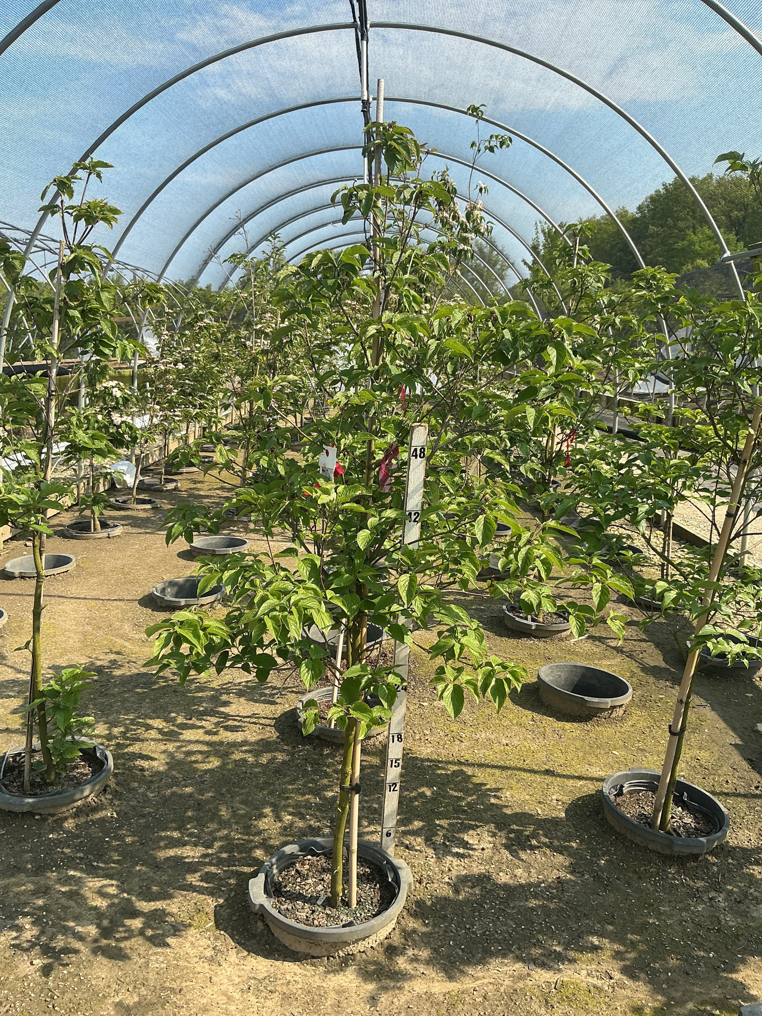 Cornus florida