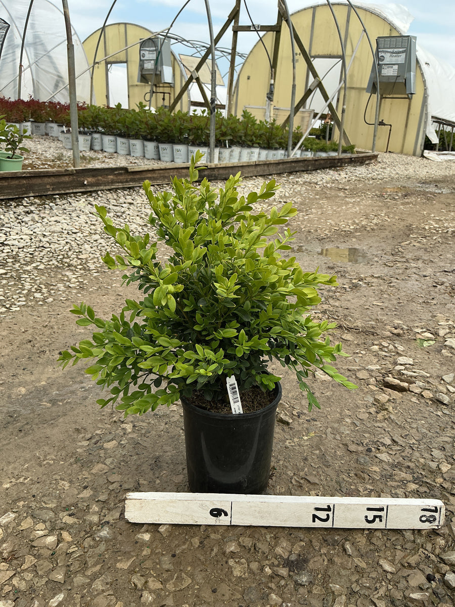Buxus microphylla 'Green Velvet' — G1  8