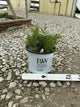 Microbiota D 'Celtic Pride'