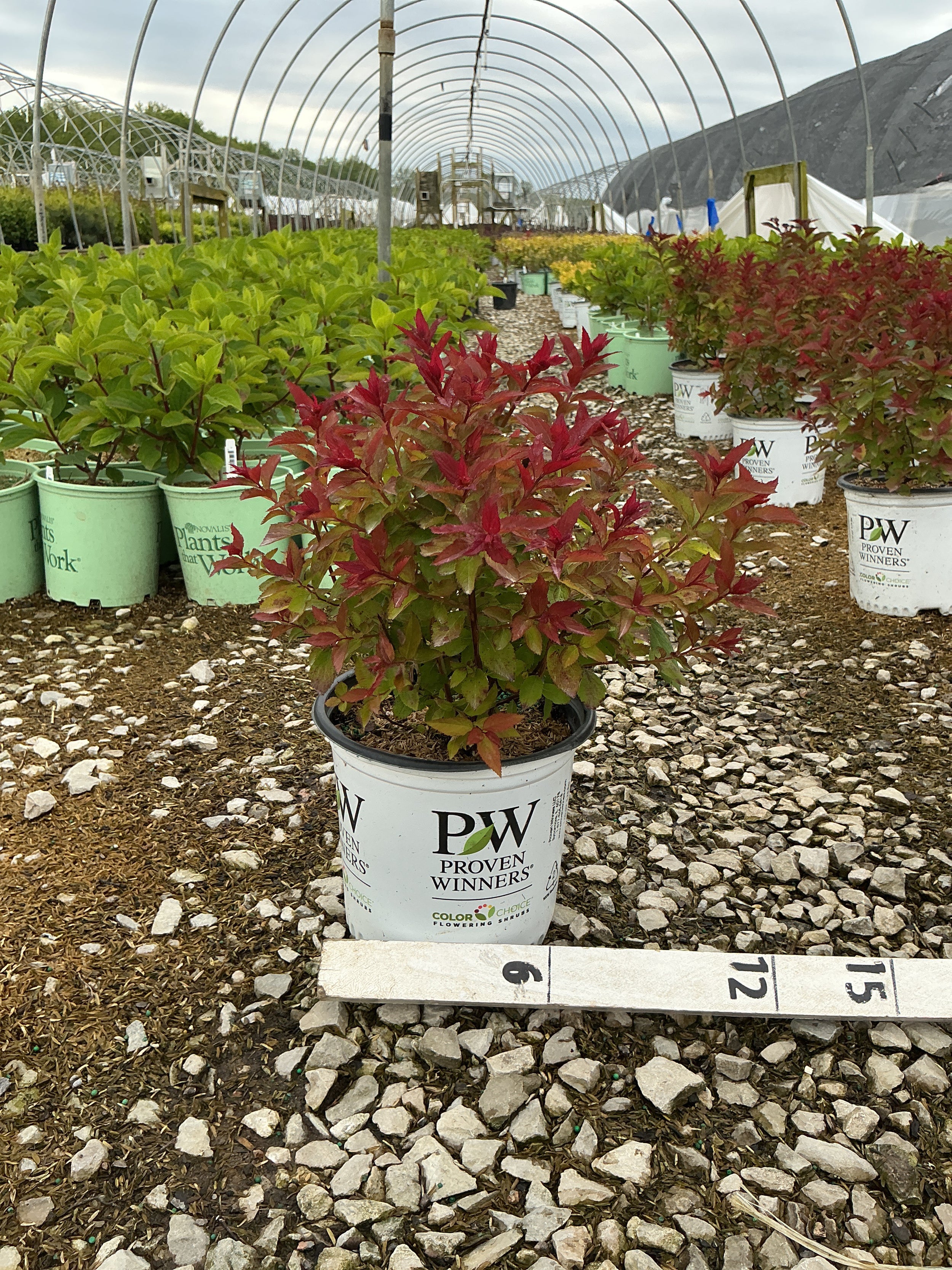 Spiraea JAP 'Dbl Play Doozie'