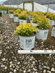 Spiraea BET 'Glow Girl'