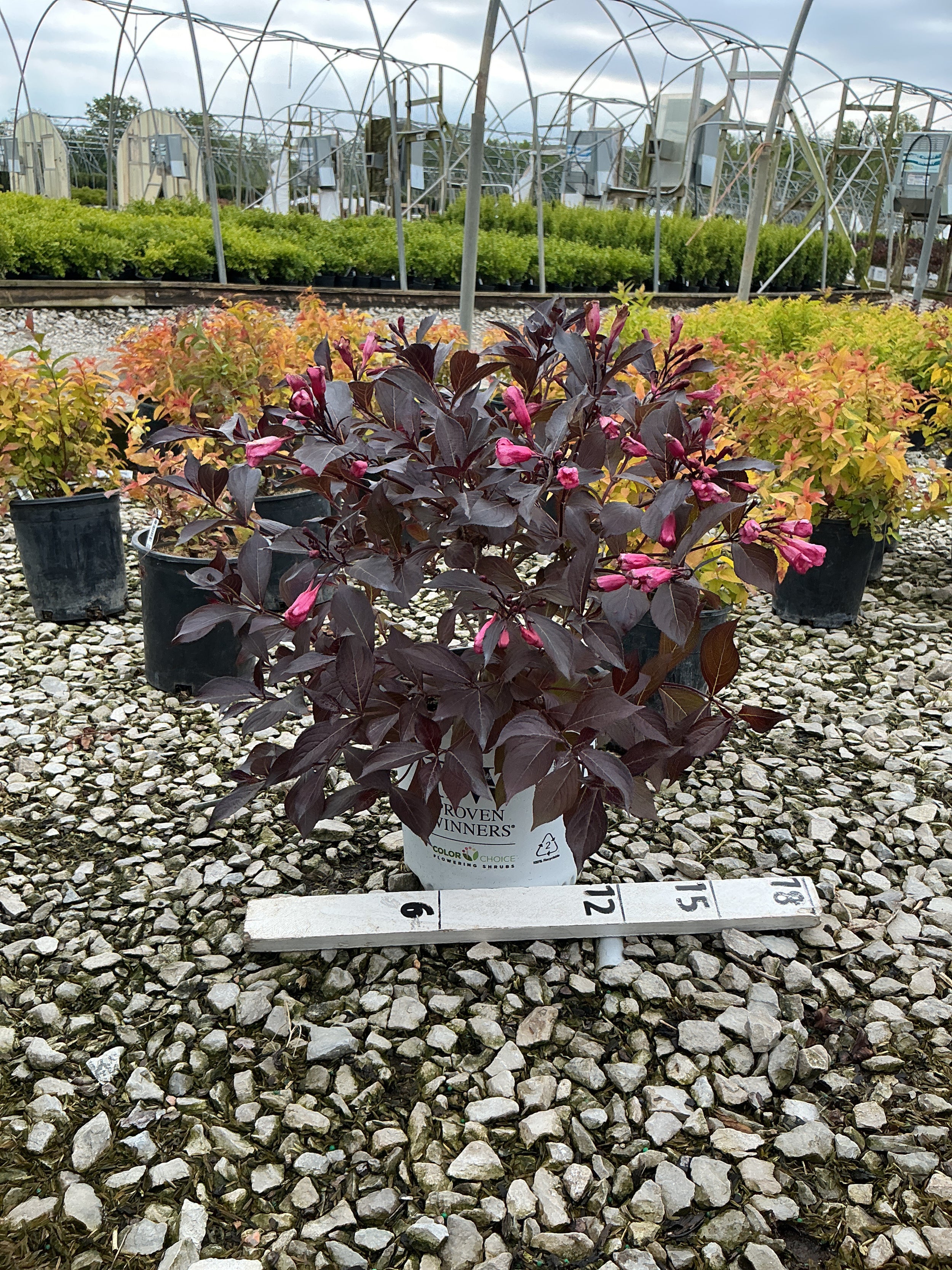 Weigela florida 'Elvera'