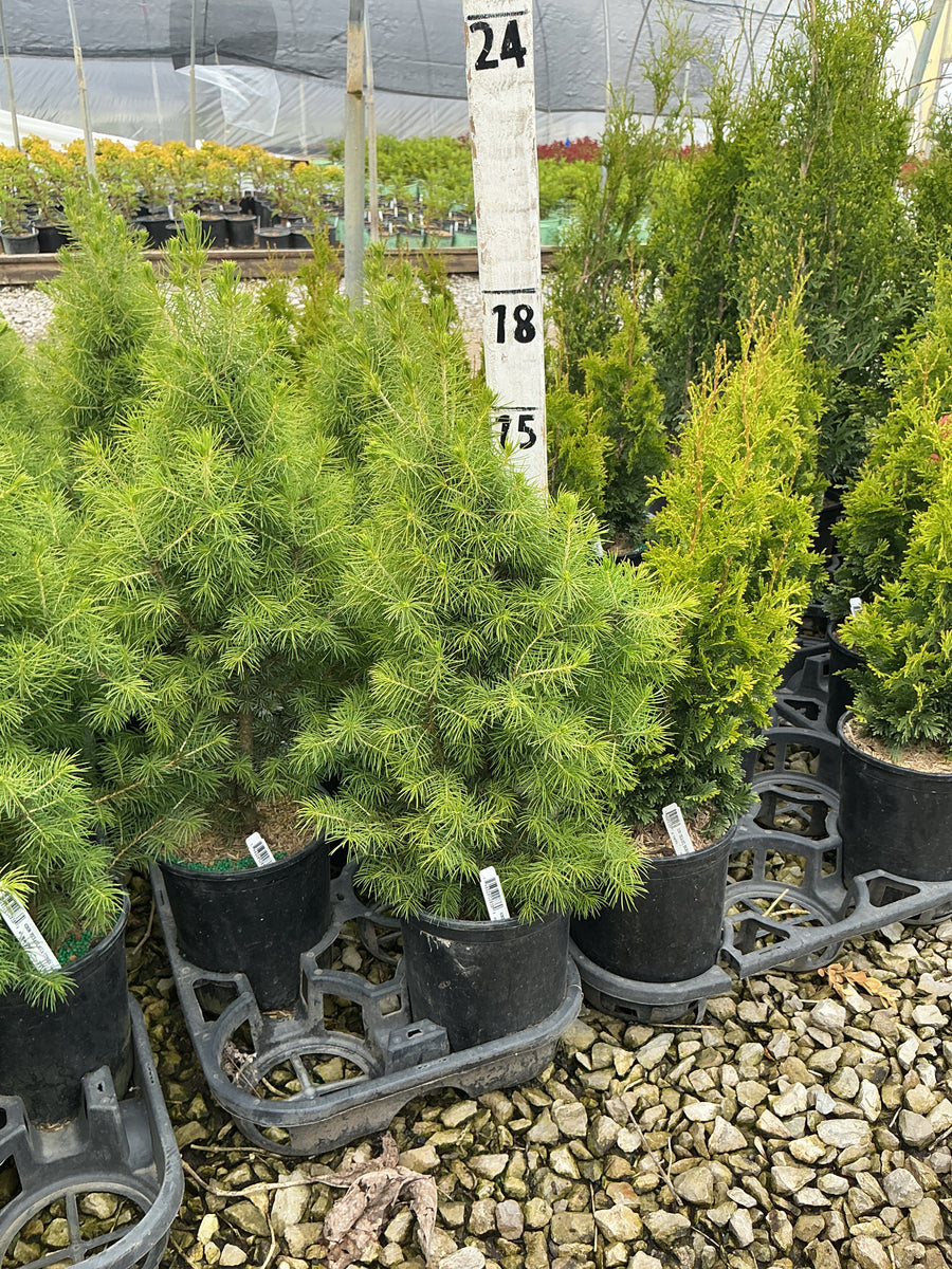 Picea glauca 'Conica' — G1 12
