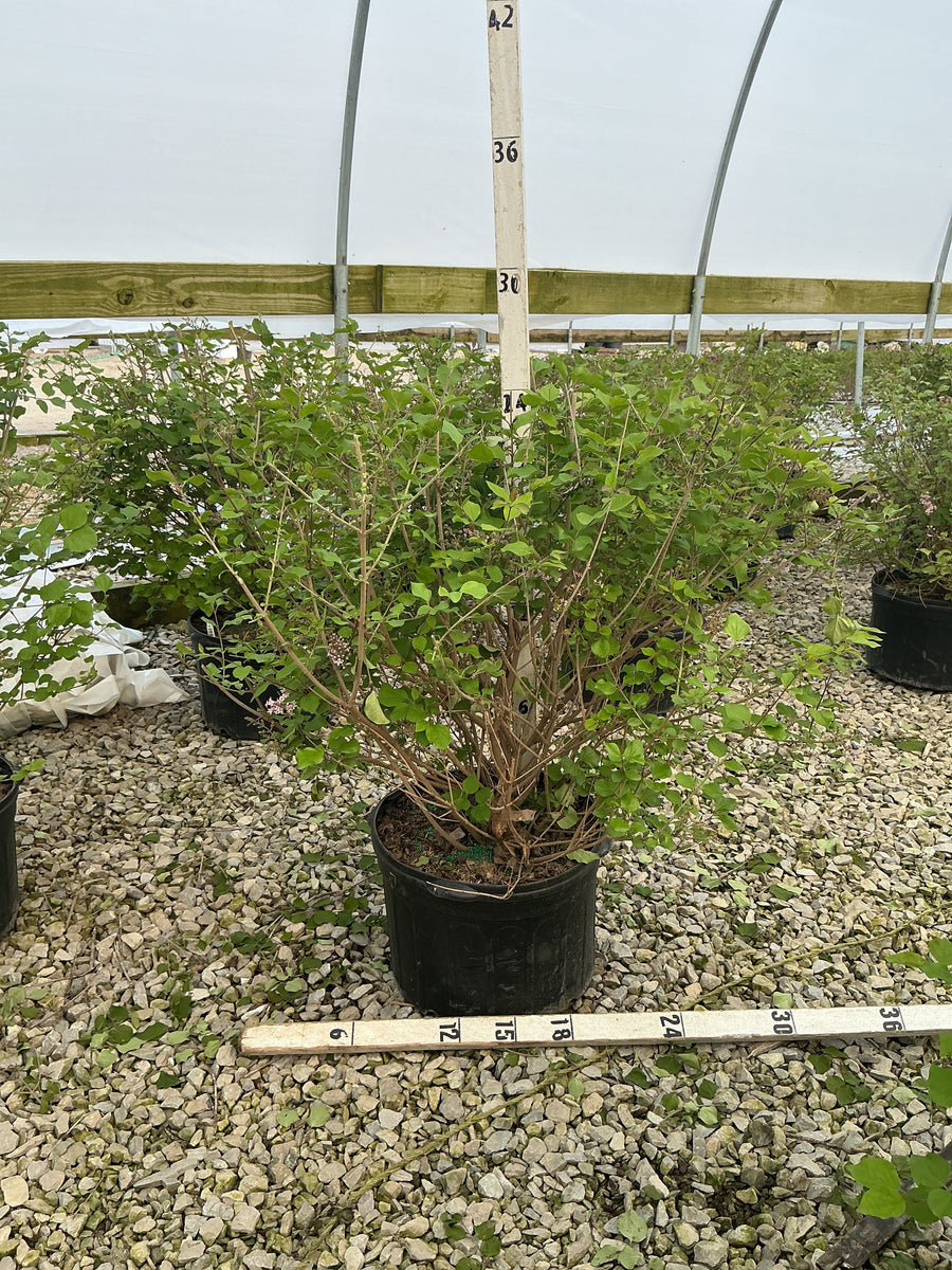 Syringa meyeri 'Palibin' — G5 18