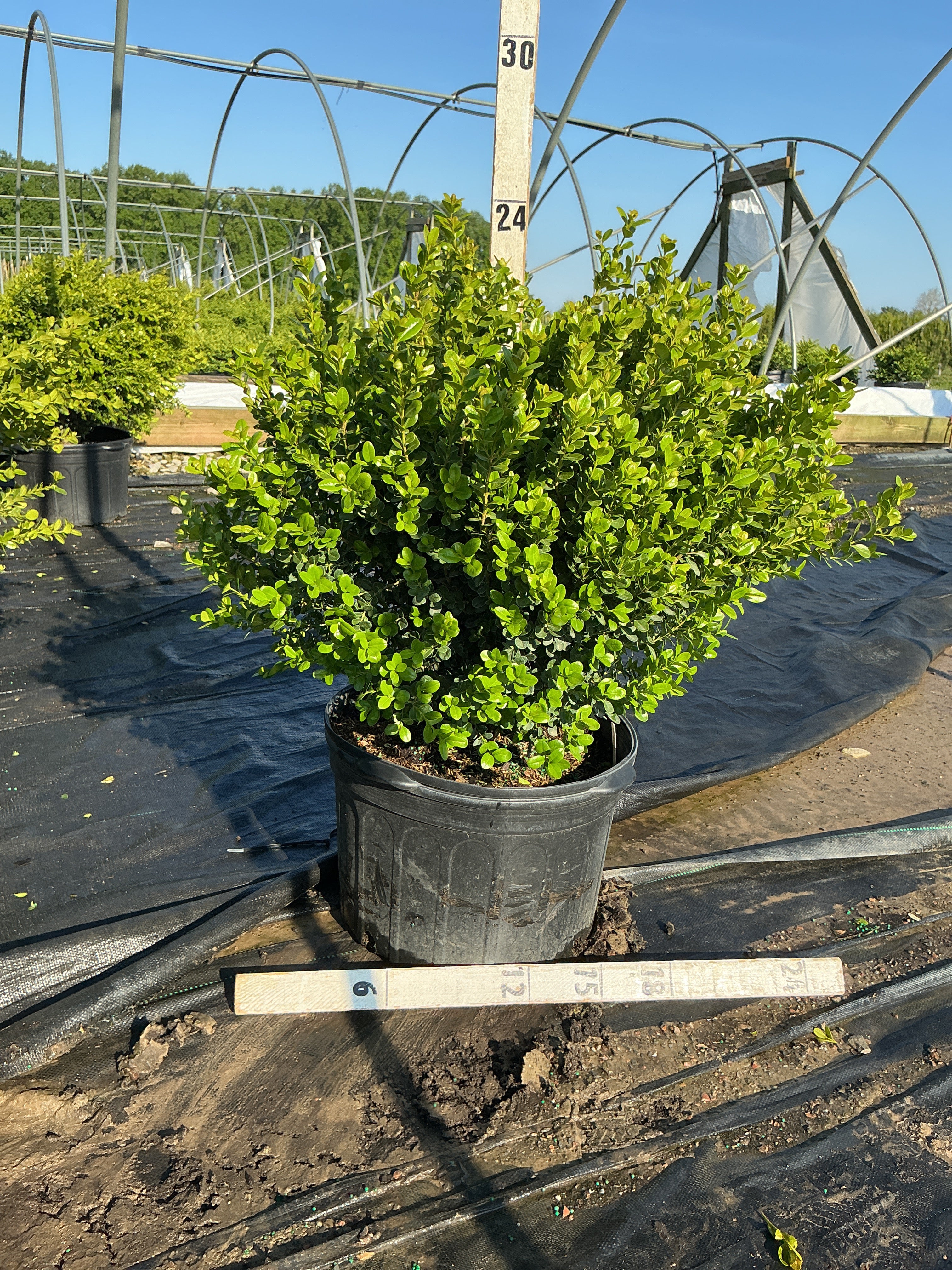 Buxus newgen 'Freedom'