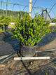 Buxus newgen 'Freedom'