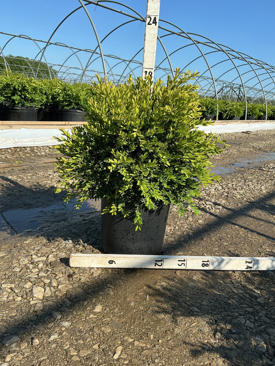 Buxus microphylla 'Green Gem' — G3 15