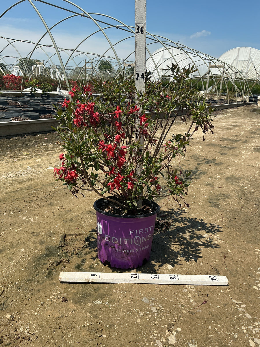 Rhododendron ‘UMNAZ 502’ — G3 15