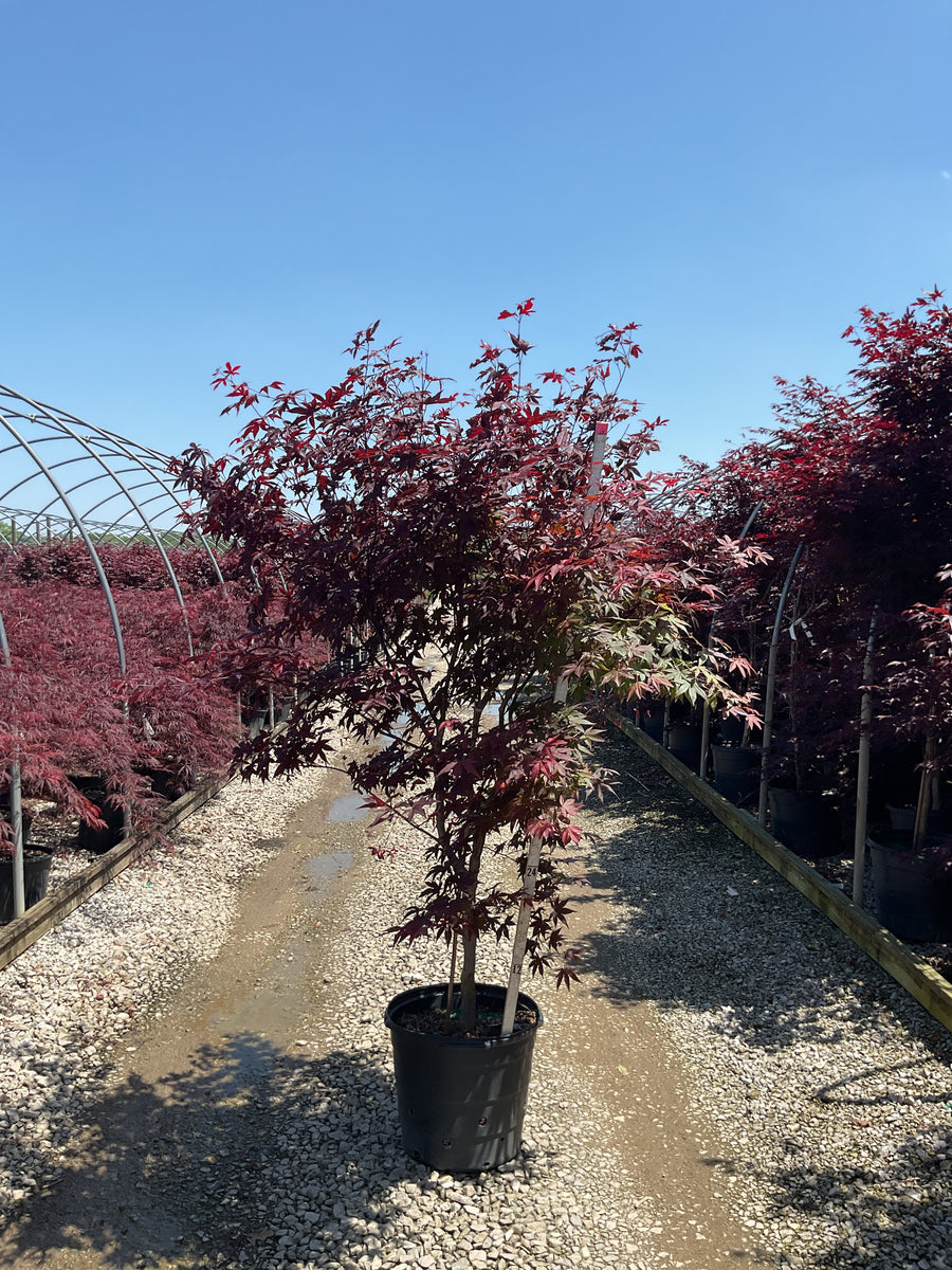 Acer palmatum 'Emperor l' — G15 60-72
