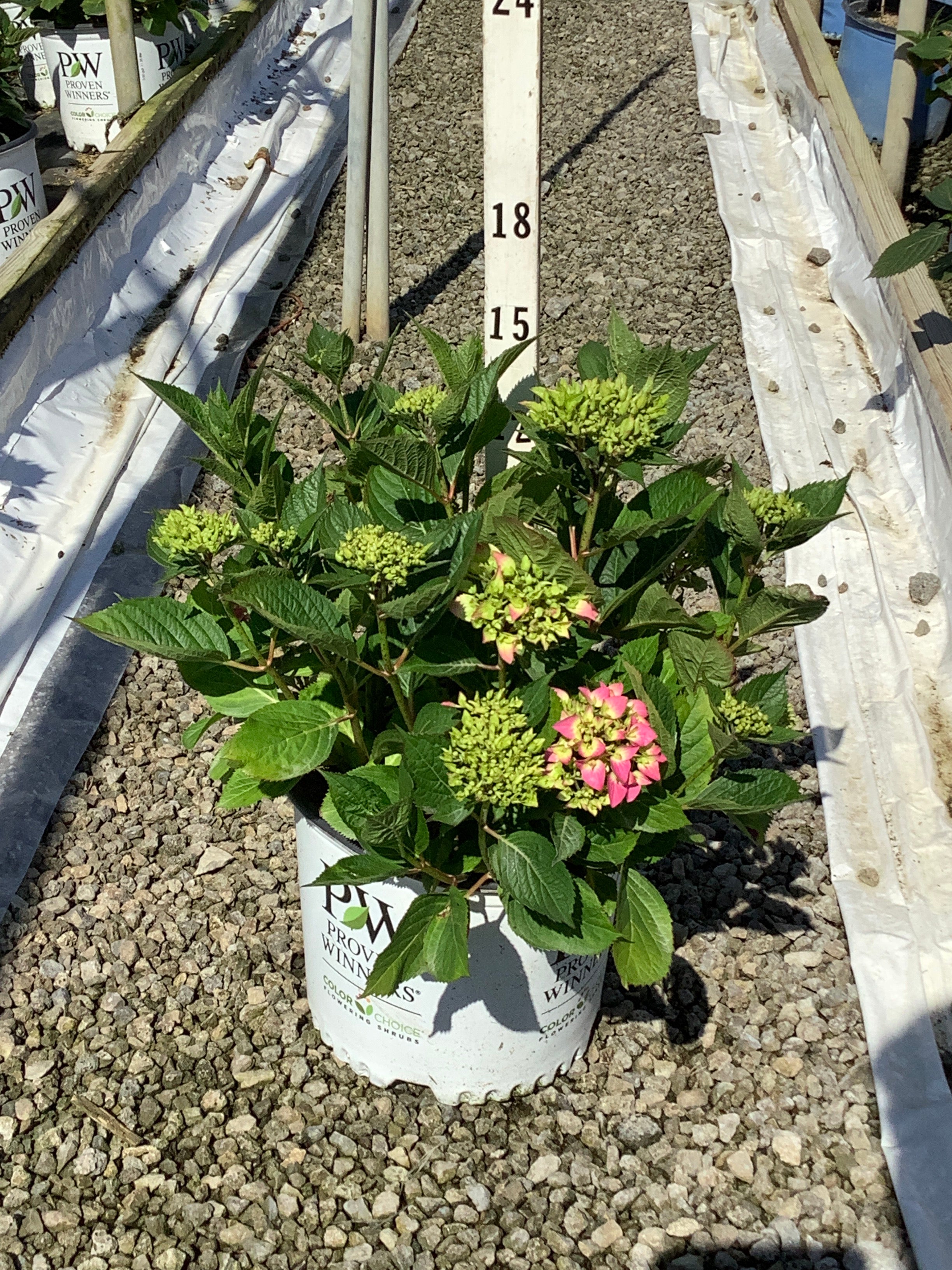 Hydrangea macrophylla 'Lets Dance Arriba'