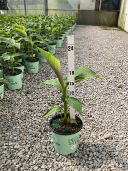Musa basjoo 'Northern Wonder'