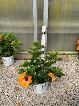 Hibiscus rosa-sinensis Heartthrob™