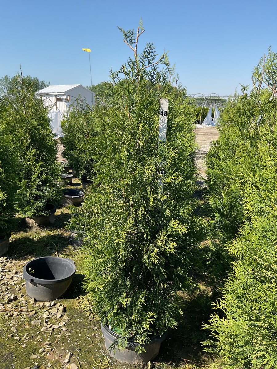 Thuja occidentalis 'American Pillar' — G7 48