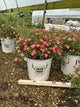 Potentilla 'Happy Face Hearts'