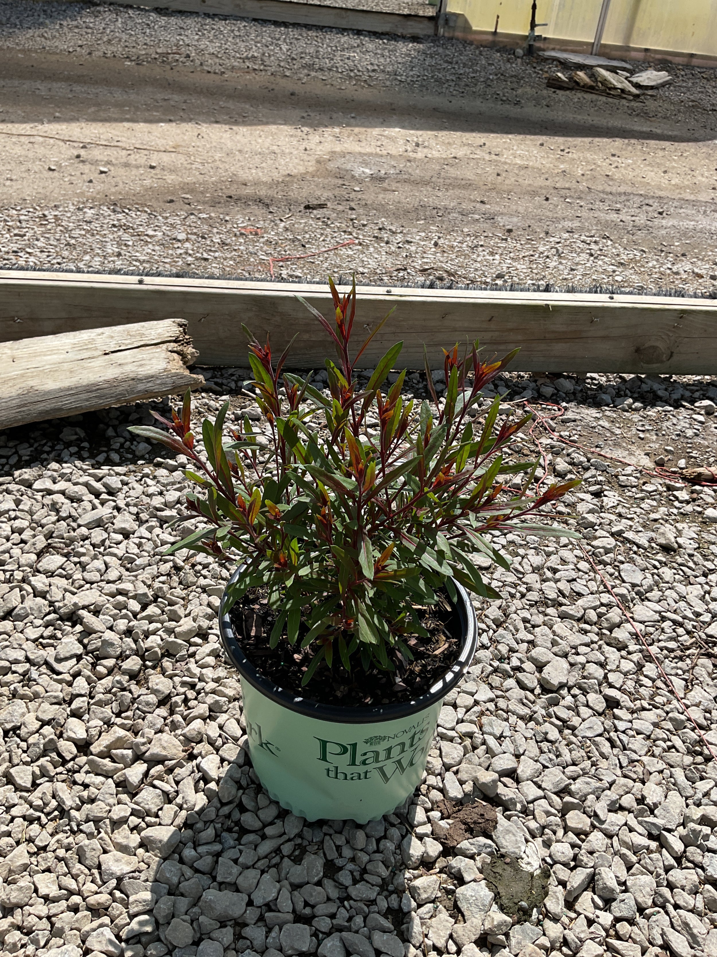 Gaura lindheimeri 'KLEAU04263' PPAF Belleza® Dark Pink¶¶