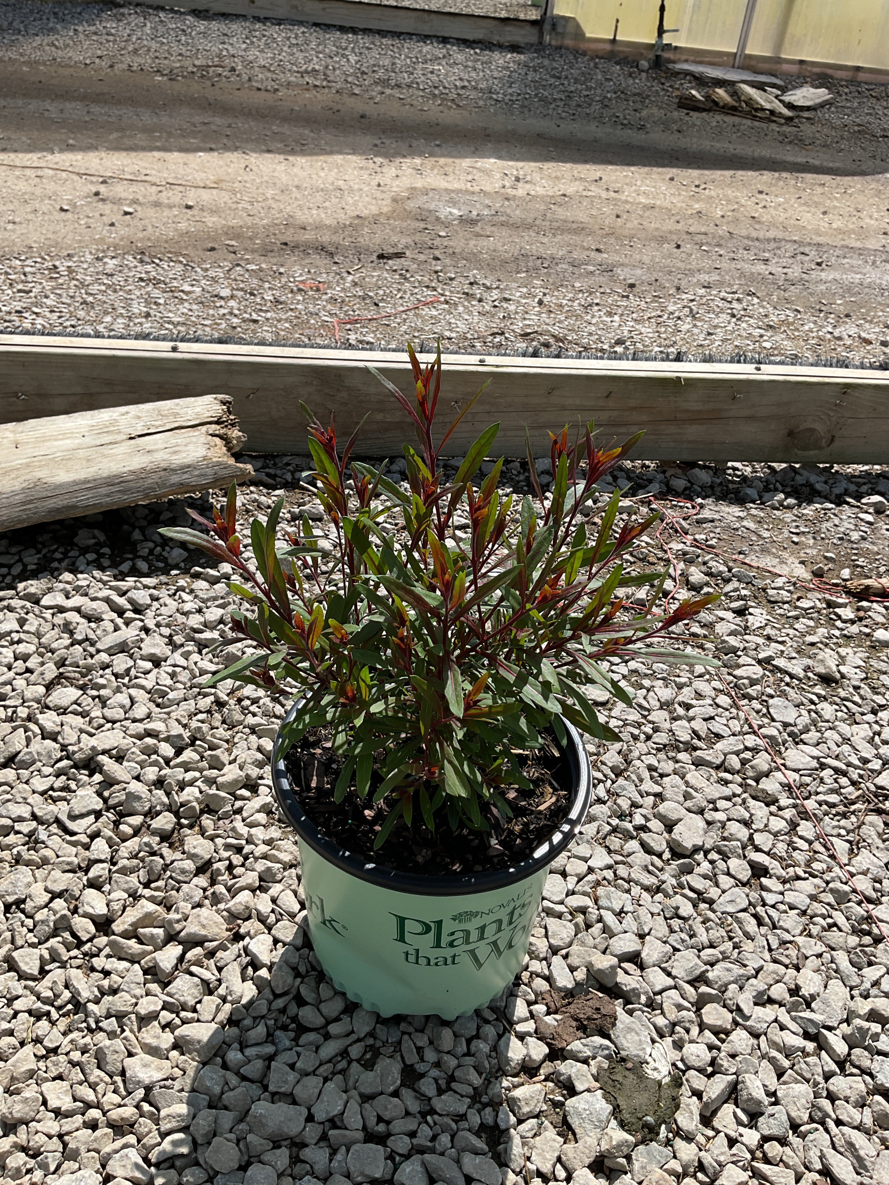 Gaura lindheimeri 'KLEAU04263' PPAF Belleza® Dark Pink¶¶
