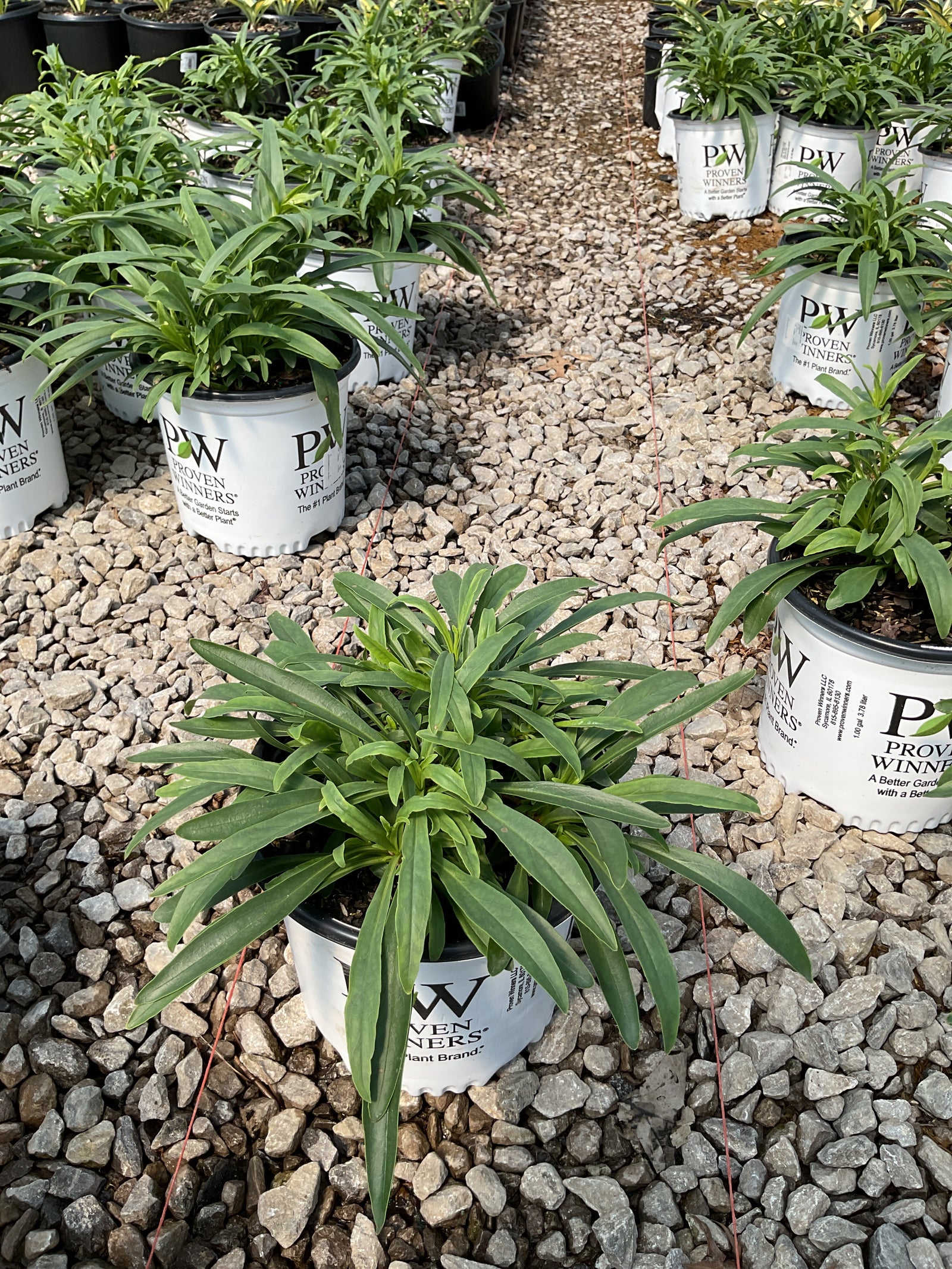 Bud & Bloom  Willoway Nurseries