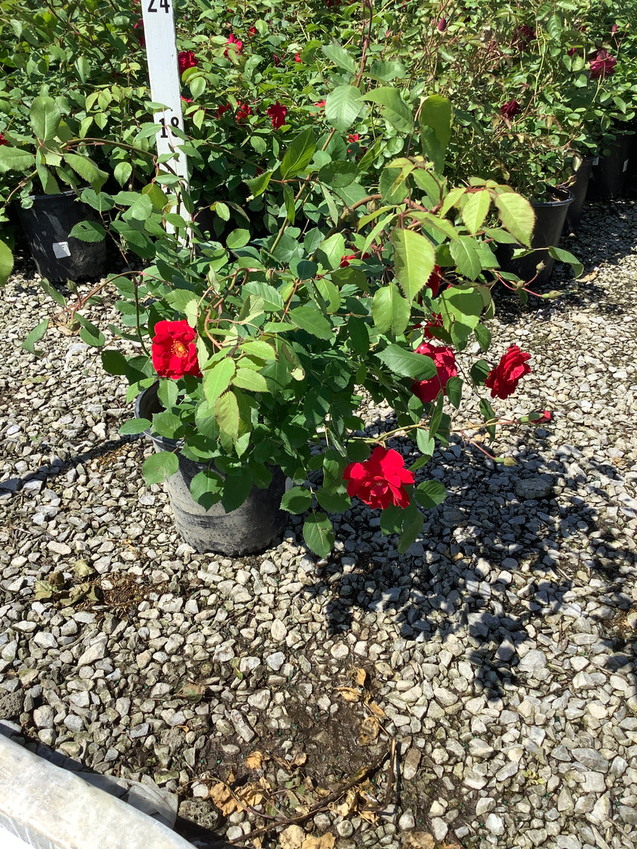 Rosa CL 'Blaze' — G2