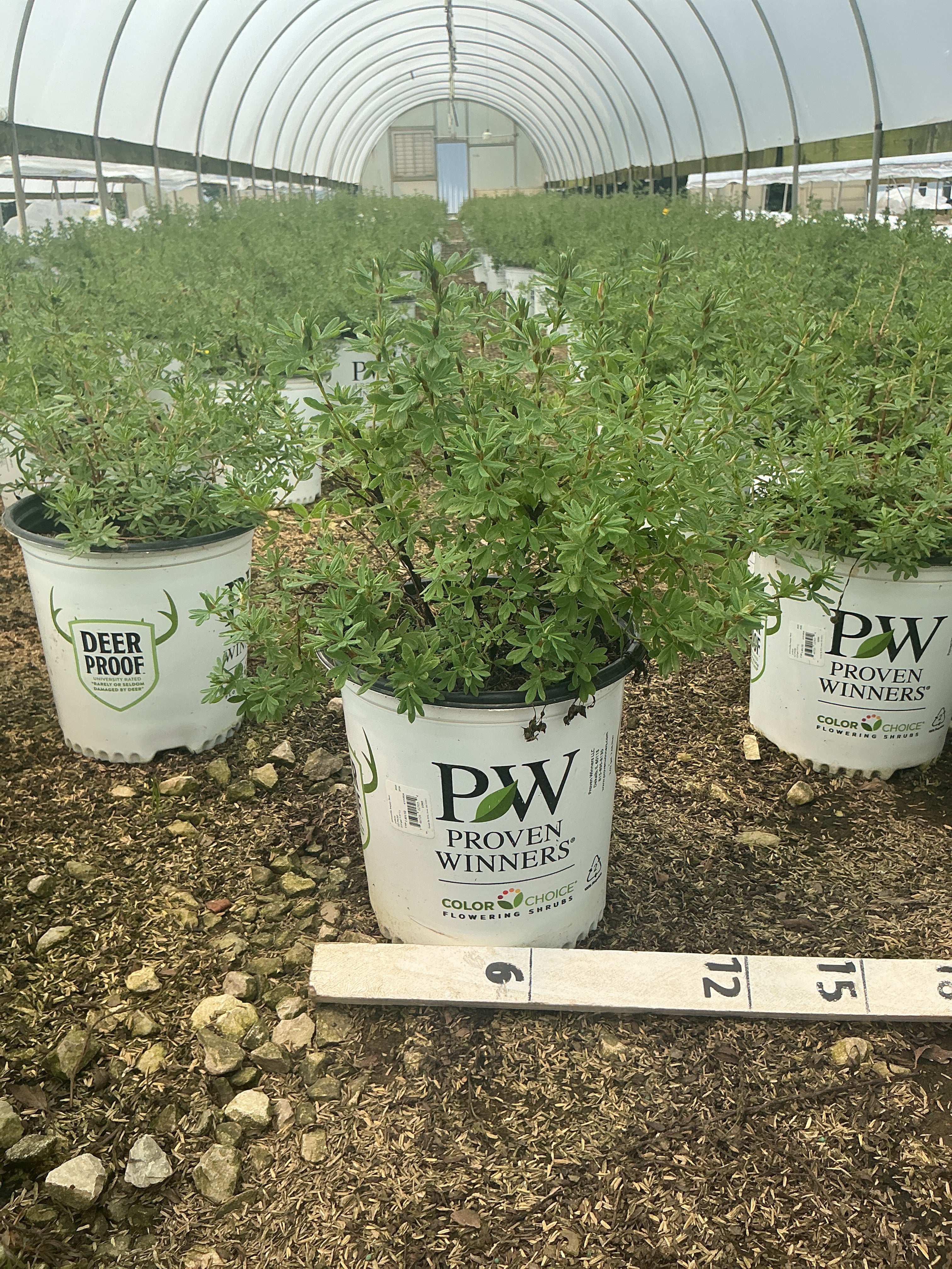 Potentilla 'Happy Face Yellow'