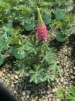Lupinus P 'Gallery Pink'