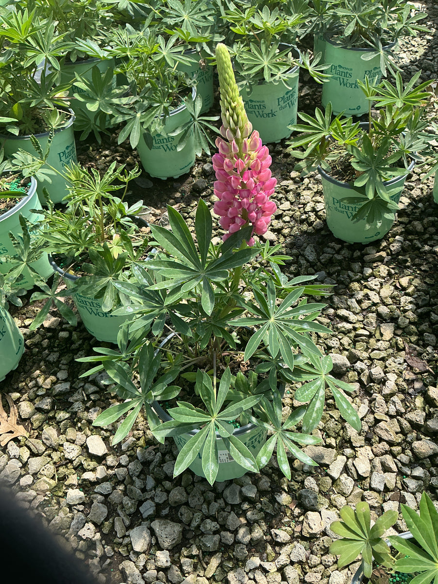 Lupinus P 'Gallery Pink'