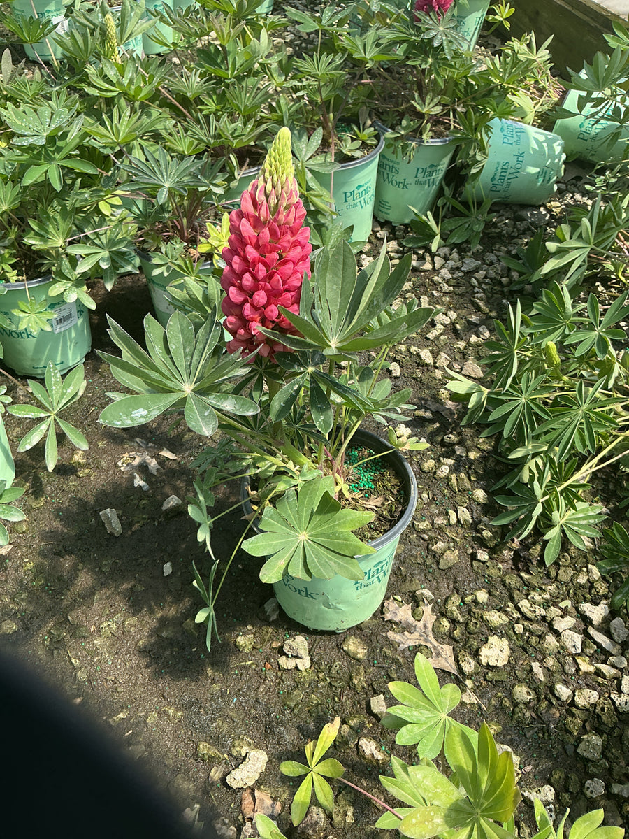 Lupinus P 'Gallery Red'