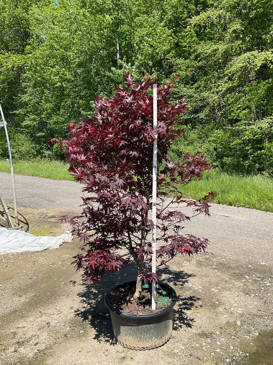 Acer palmatum 'Emperor l' — G20 72