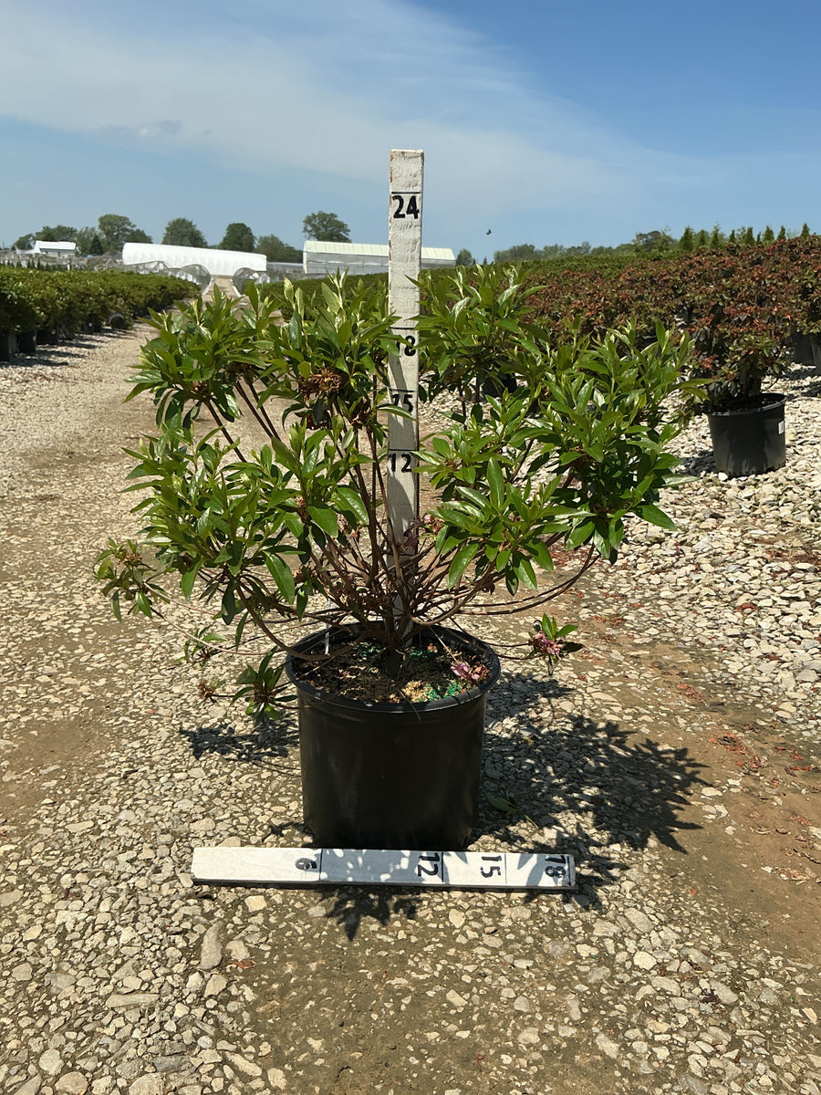 Azalea x 'Herbert' — G3 15