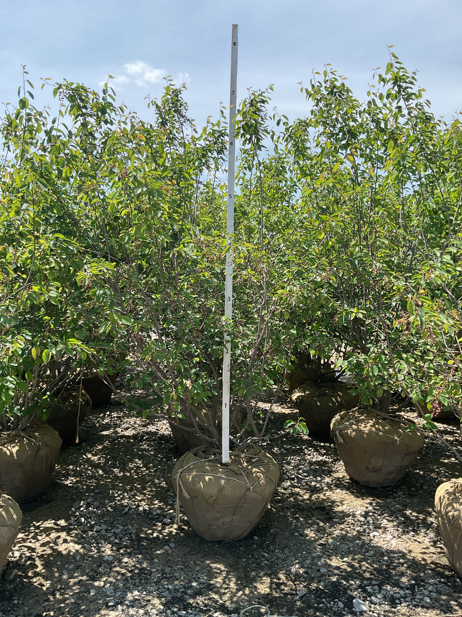 Amelanchier x grandiflora 'Autumn Brilliance' — BB 60