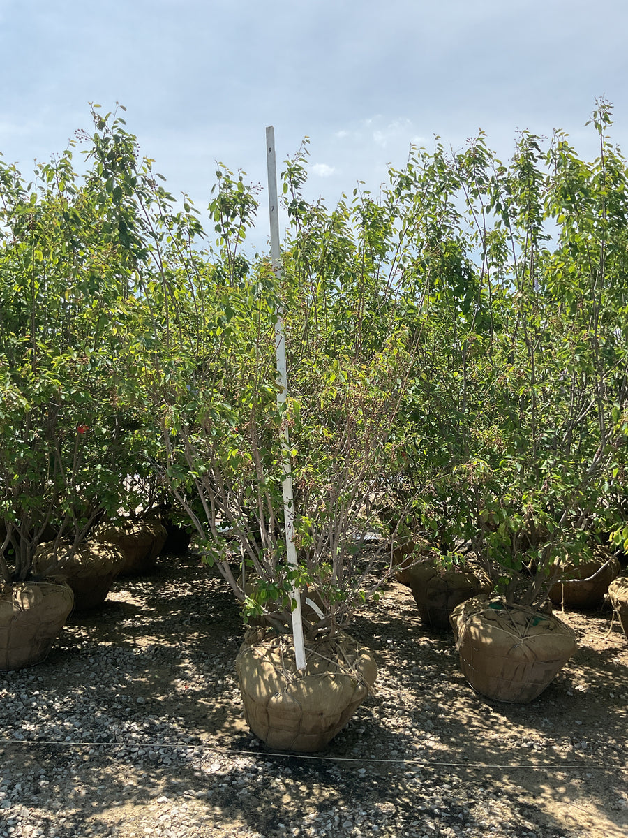 Amelanchier x grandiflora 'Autumn Brilliance' — BB 72