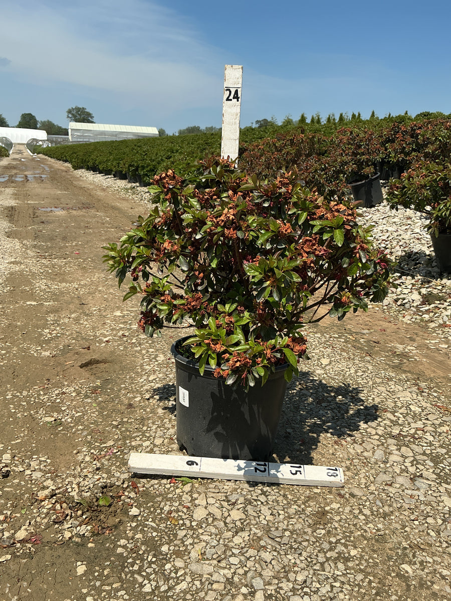 Azalea x 'Girard Hot Shot' — G3 15
