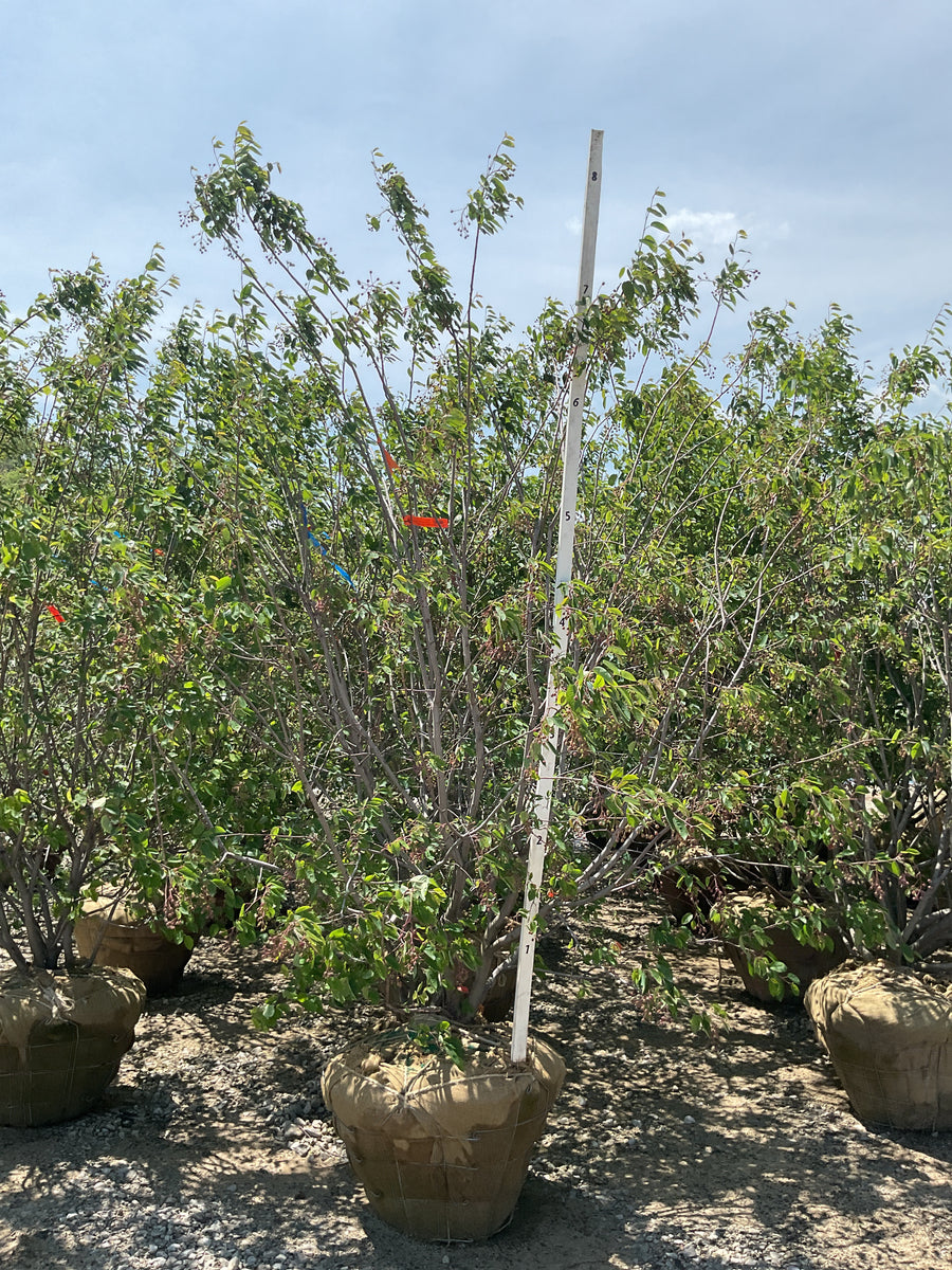 Amelanchier x grandiflora 'Autumn Brilliance' — BB 84