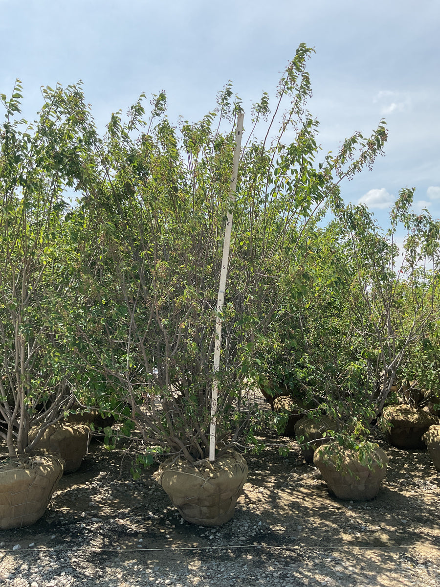 Amelanchier x grandiflora 'Autumn Brilliance' — BB 96