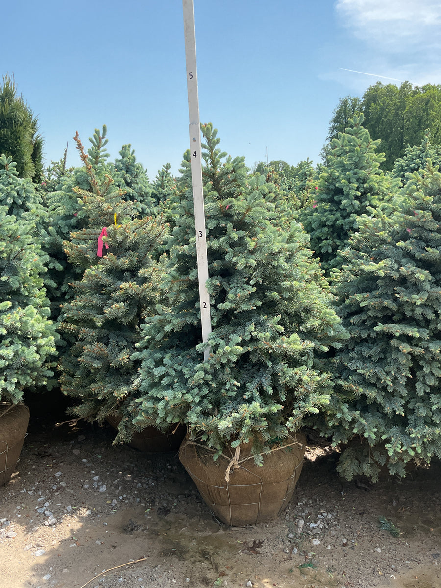 Picea pungens 'Baby Blue' — BB 48