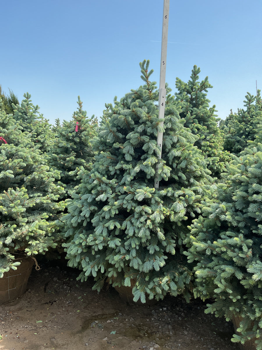 Picea pungens 'Baby Blue' — BB 60