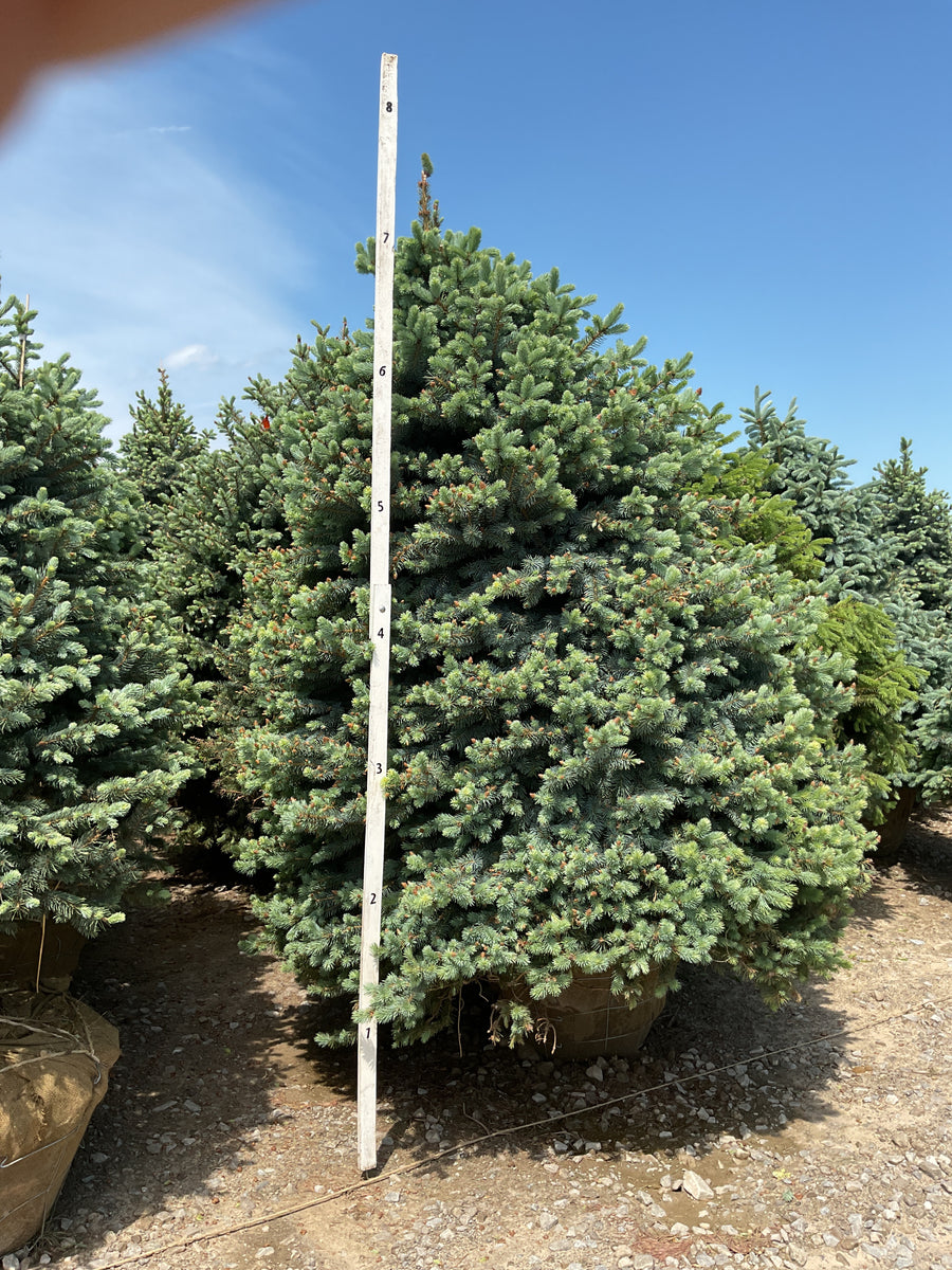 Picea pungens 'Baby Blue' — BB 84