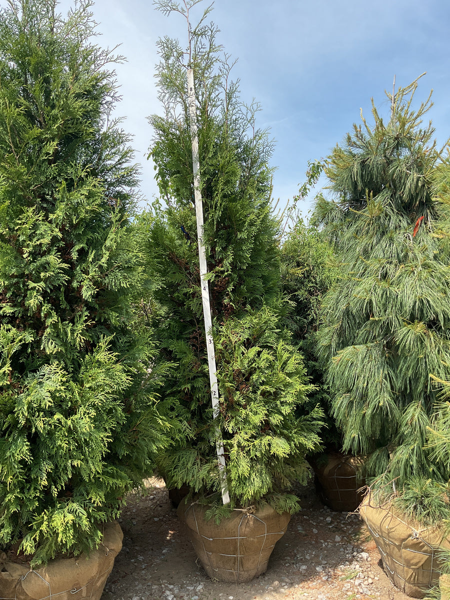 Thuja occidentalis 'American Pillar' — BB 96