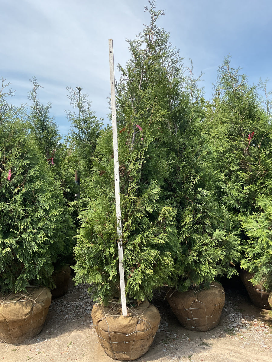 Thuja occidentalis 'American Pillar' — BB 108
