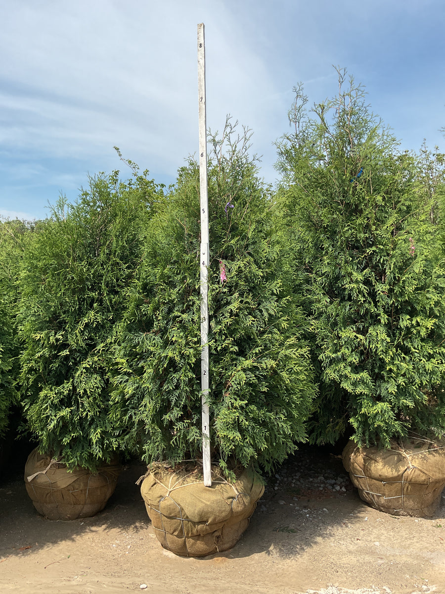 Thuja occidentalis 'Techny Mission' — BB 72