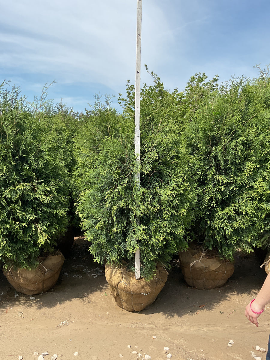 Thuja occidentalis 'Techny Mission' — BB 60
