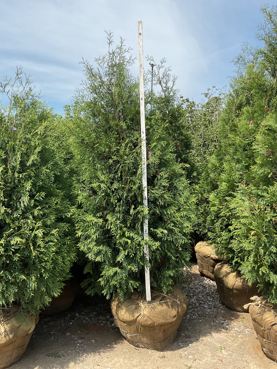 Thuja occidentalis 'Techny Mission' — BB 84