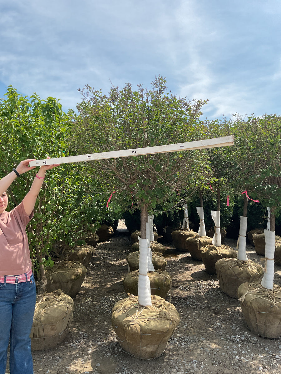 Syringa x 'Bloomerang' — BB 48