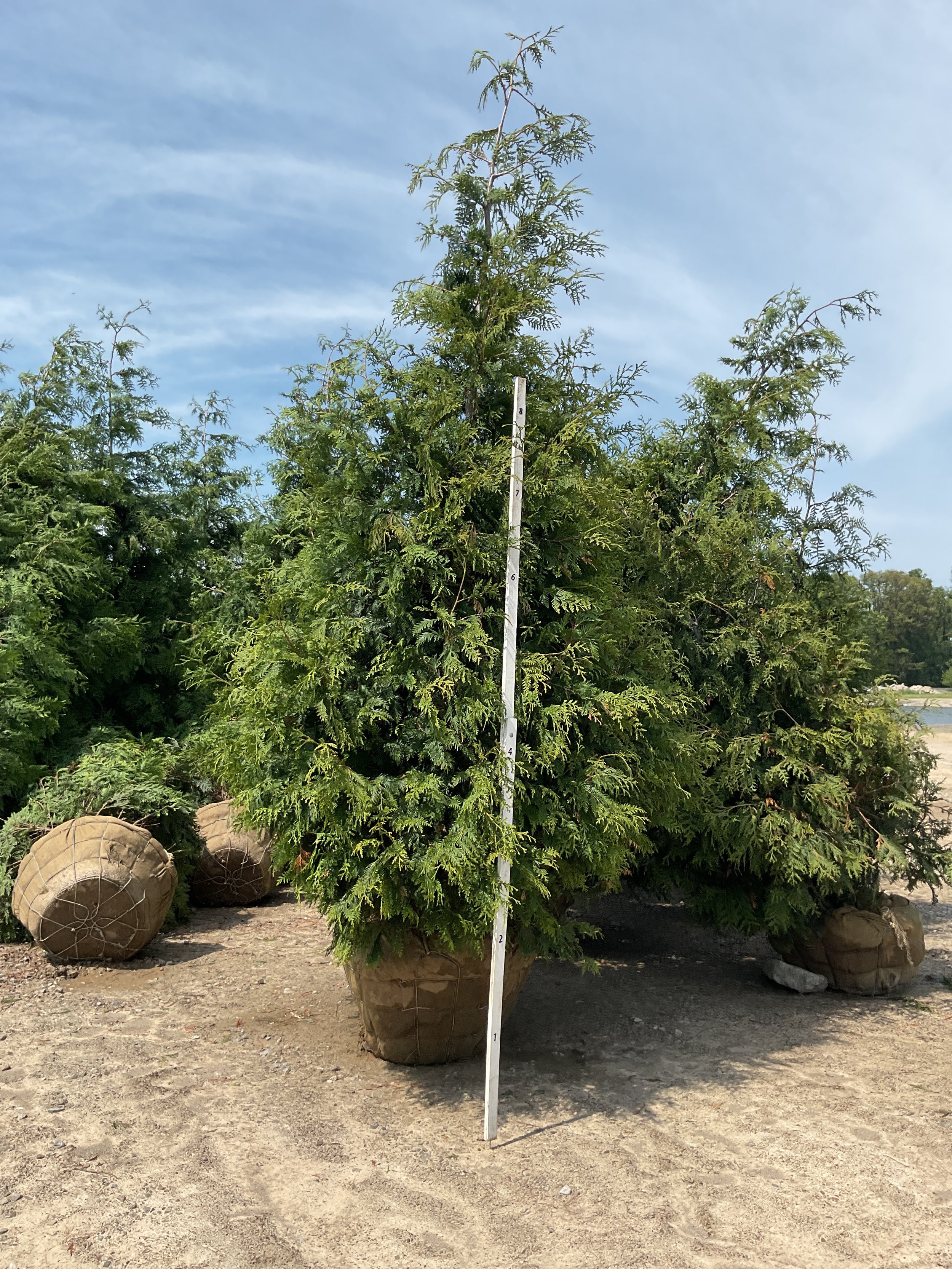 Thuja plicata 'Green Giant'