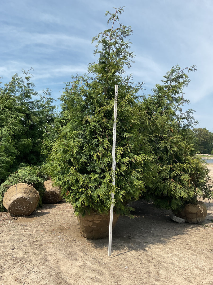Thuja plicata 'Green Giant' — BB 144