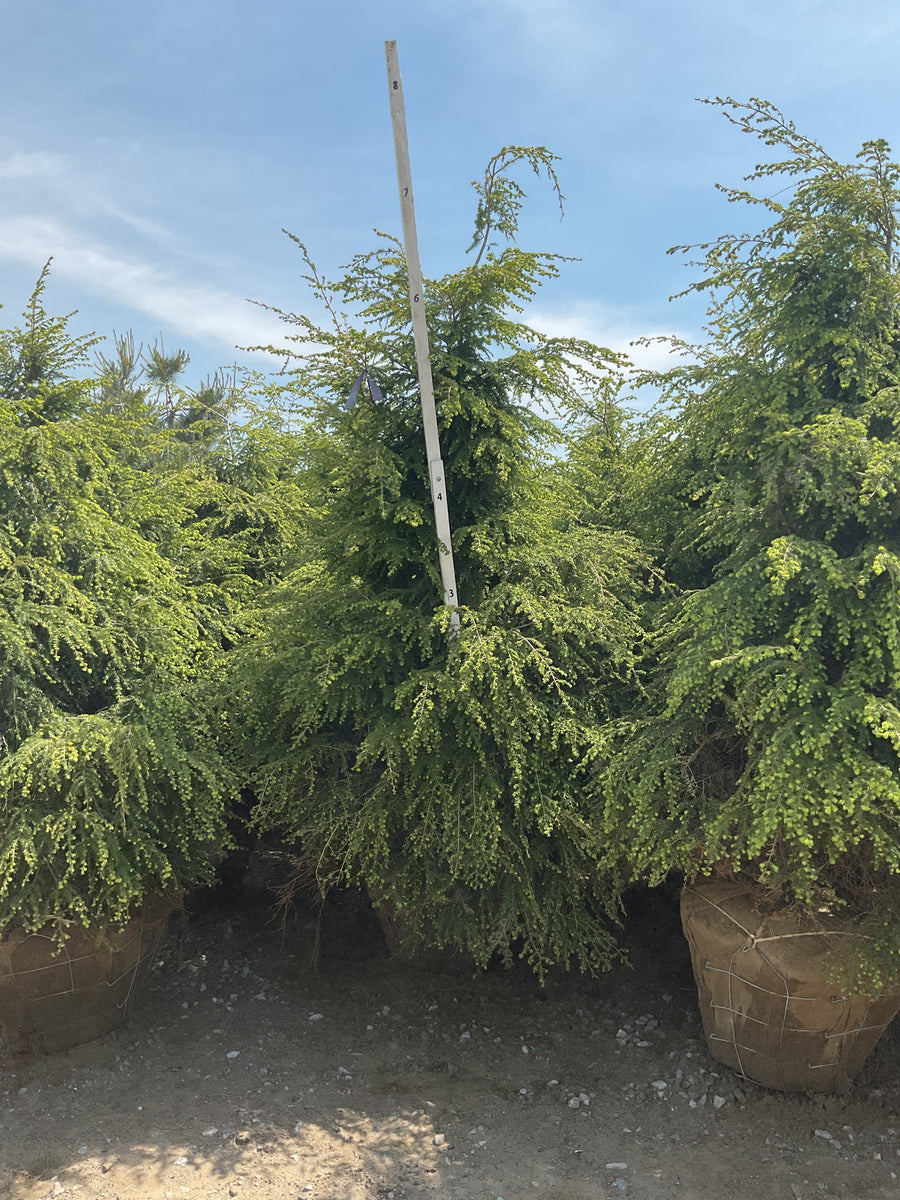 Tsuga canadensis — BB 72