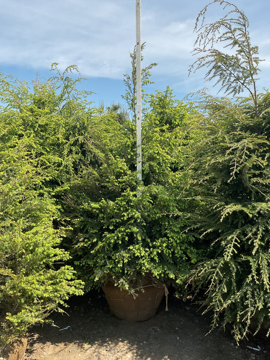 Tsuga canadensis — BB 60